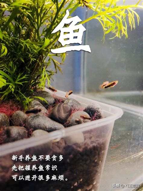 魚缸魚的數量|一個魚缸養多少魚合適，從風水學及科學的角度來告訴你！